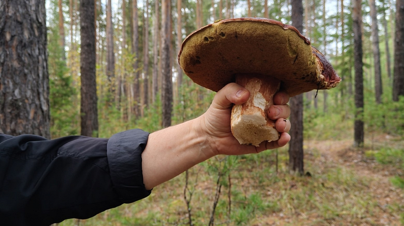Урожай грибов в Свердловской области бьет рекорды