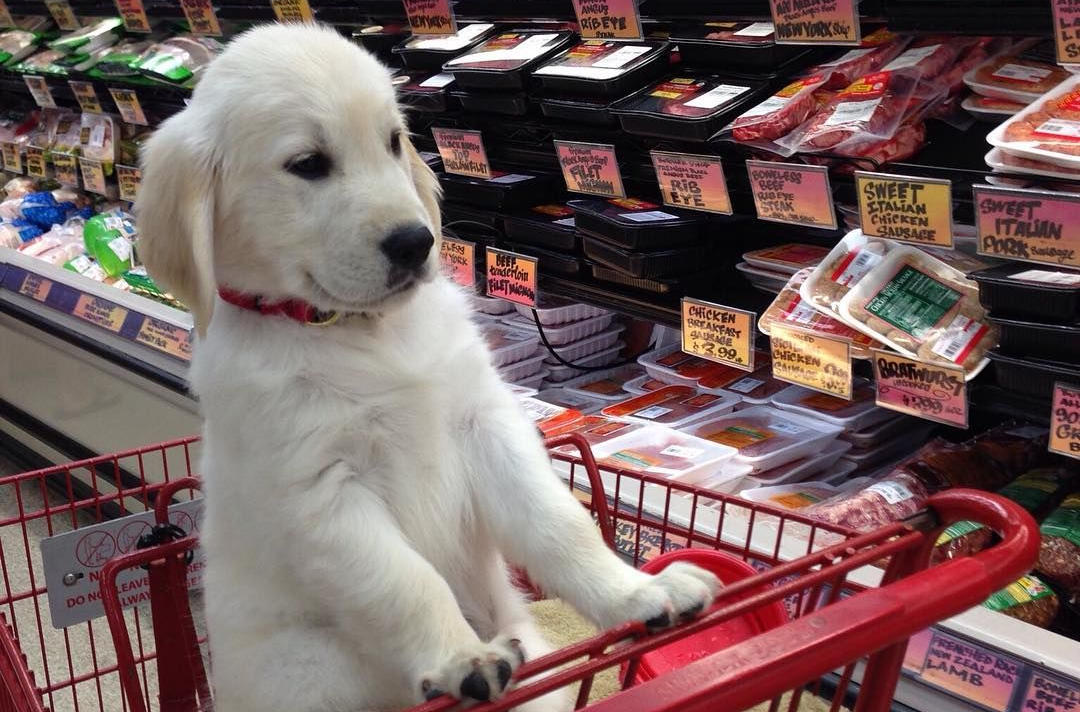 Посещать с собаками магазины, кафе и аптеки запретят в России