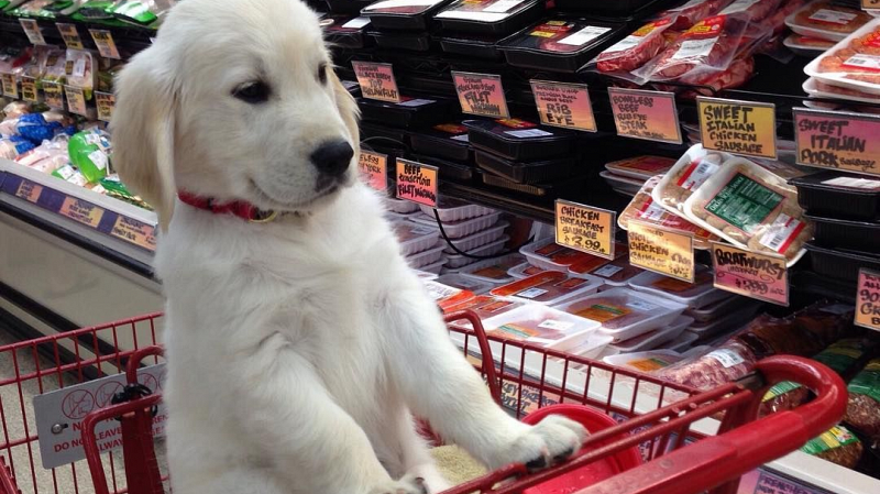 Посещать с собаками магазины, кафе и аптеки запретят в России