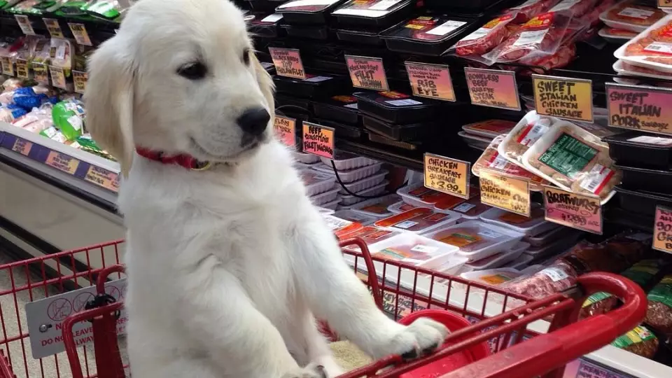 Посещать с собаками магазины, кафе и аптеки запретят в России