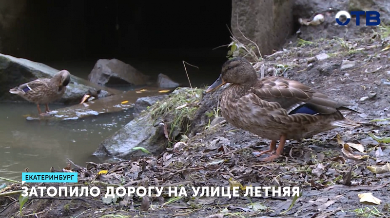 На улице Летняя в Екатеринбурге затопило дорогу