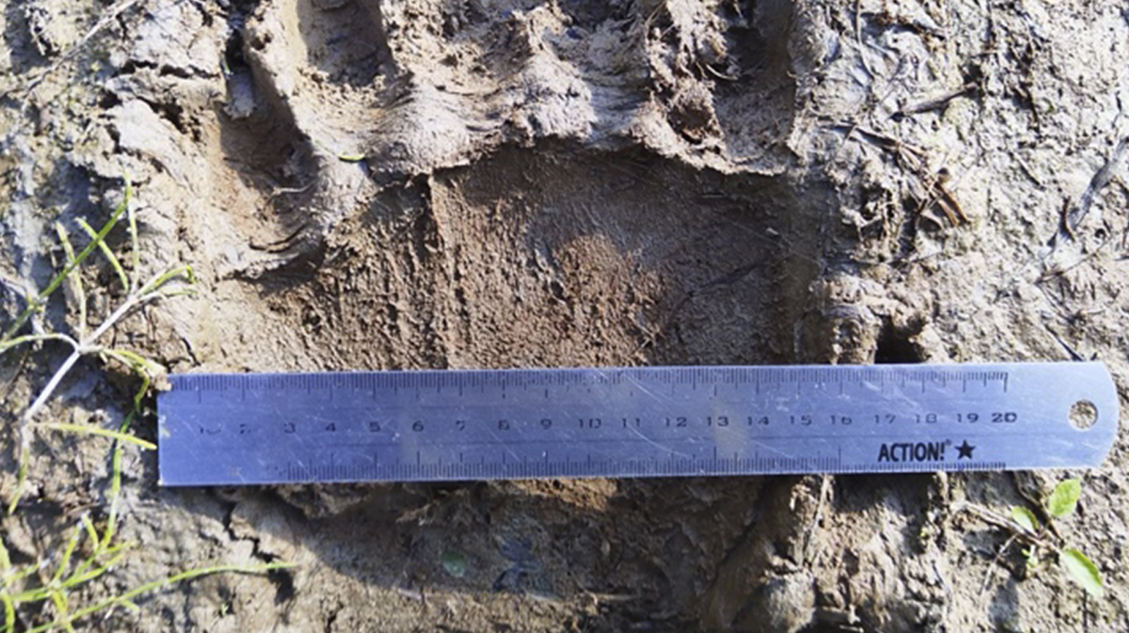 Бурых медведей посчитали на Ямале