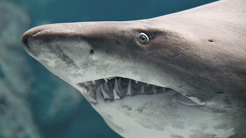 Дайвер выжил после нападения акулы у Коста-Рики