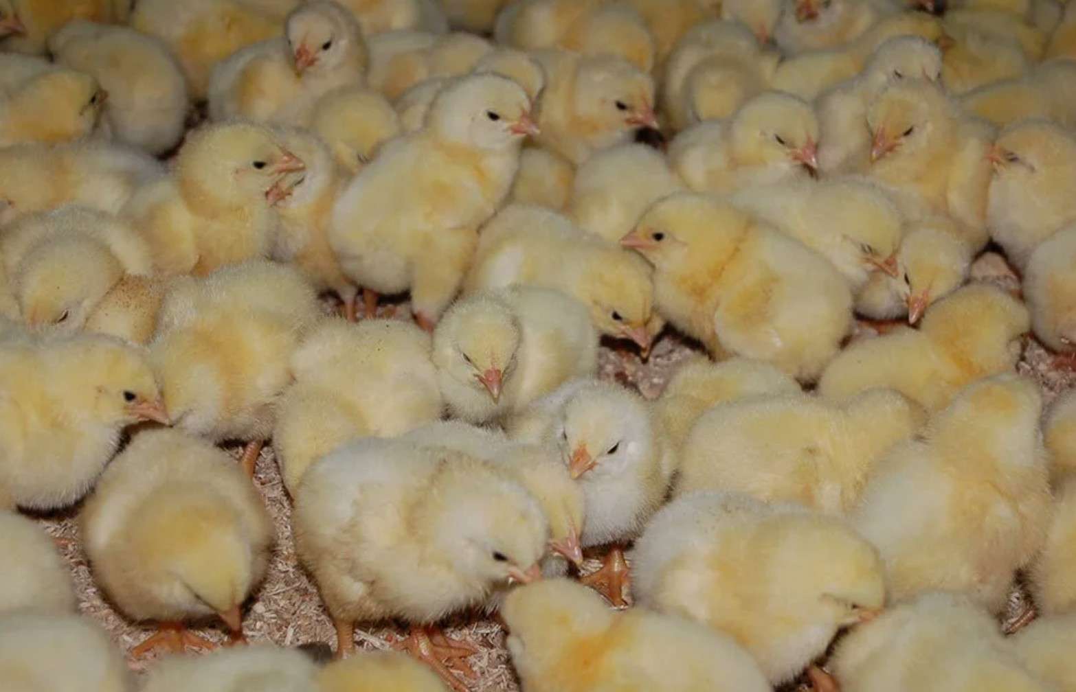 12 тысяч цыплят отправили из Свердловской области в Таджикистан