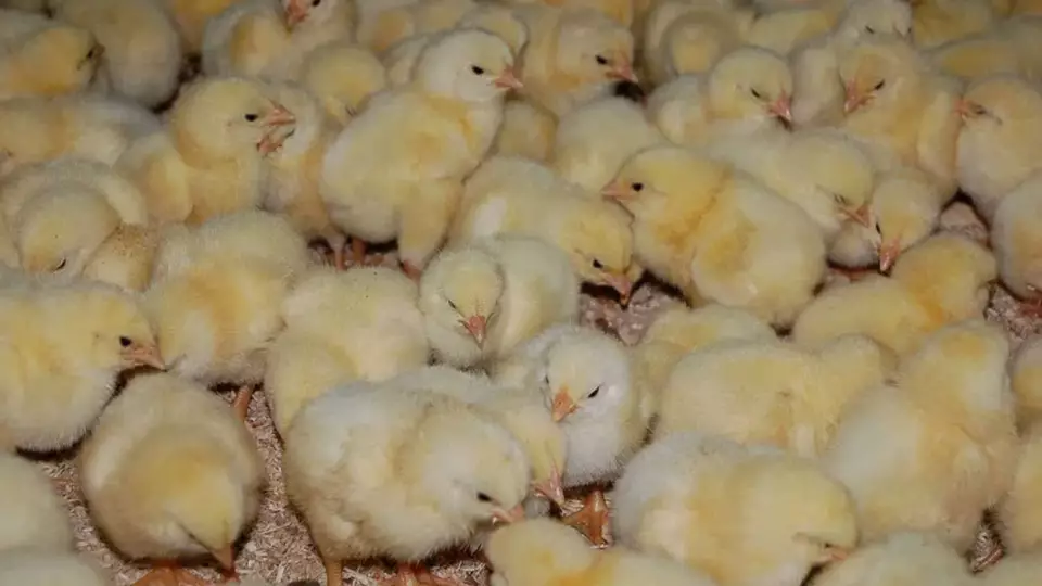 12 тысяч цыплят отправили из Свердловской области в Таджикистан