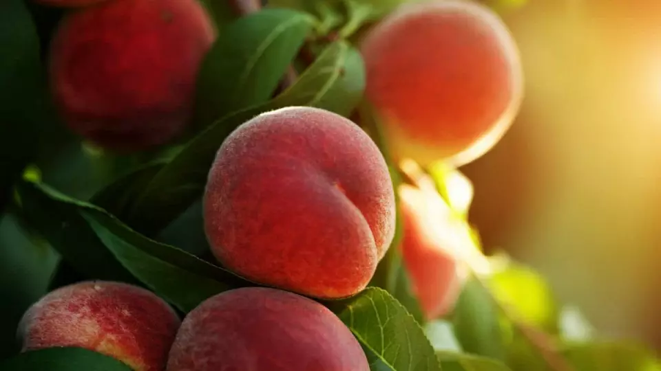Врач Тен: кому стоит избегать употребления персиков