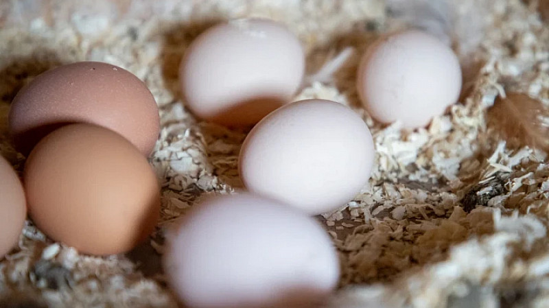 Фирму "кинули" на 1,5 млн рублей, уплаченных за партию яиц