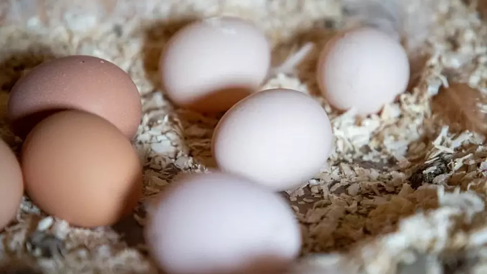 Фирму "кинули" на 1,5 млн рублей, уплаченных за партию яиц