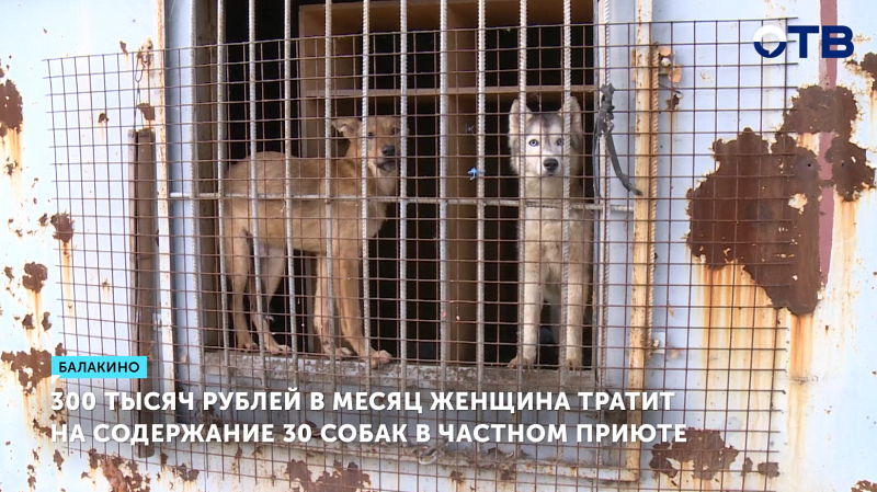 Женщина содержит 30 собак в приюте под Нижним Тагилом на собственные средства