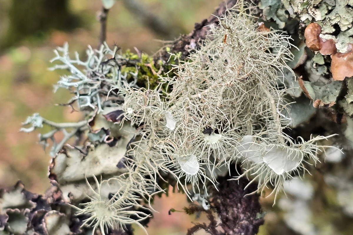 Новые виды лишайников открыли уральские ученые в горах Китая