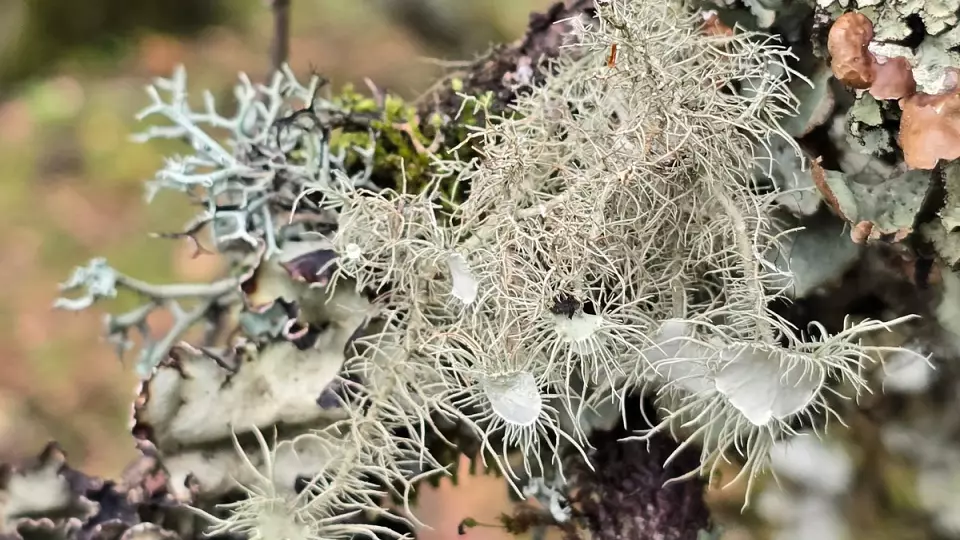 Новые виды лишайников открыли уральские ученые в горах Китая