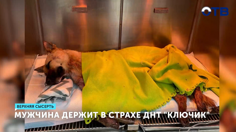 Мужчина расстрелял собаку в ДНТ «Ключик» и угрожает жителям