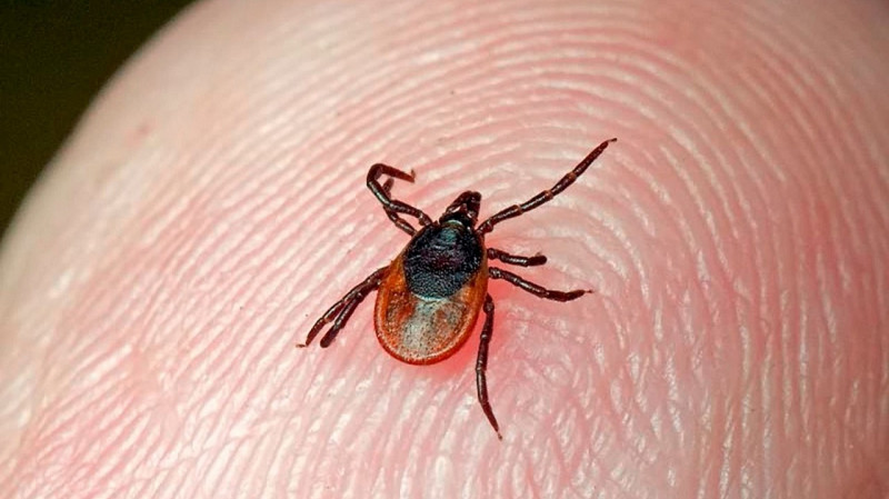 Клещ может укусить даже в январе — предупреждает эксперт Роспотребнадзора
