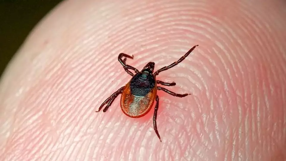Клещ может укусить даже в январе — предупреждает эксперт Роспотребнадзора