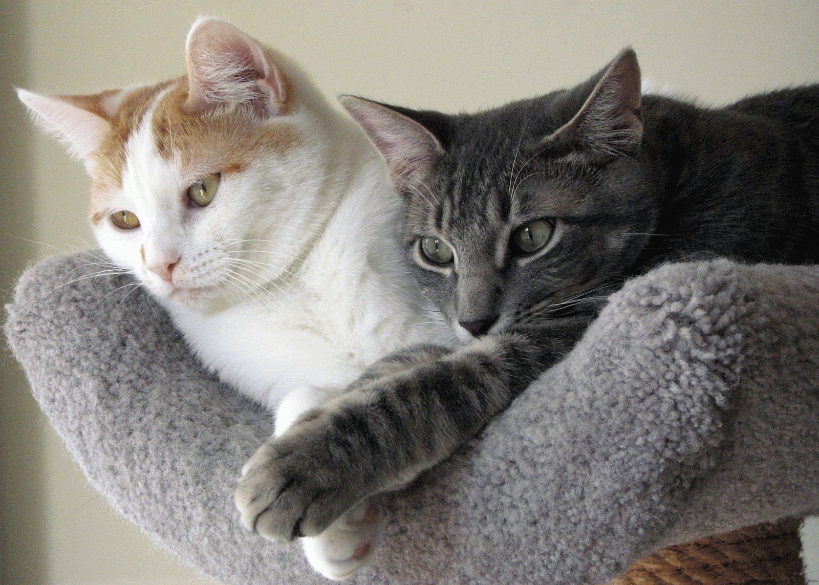 Как правильно знакомить взрослых кошек