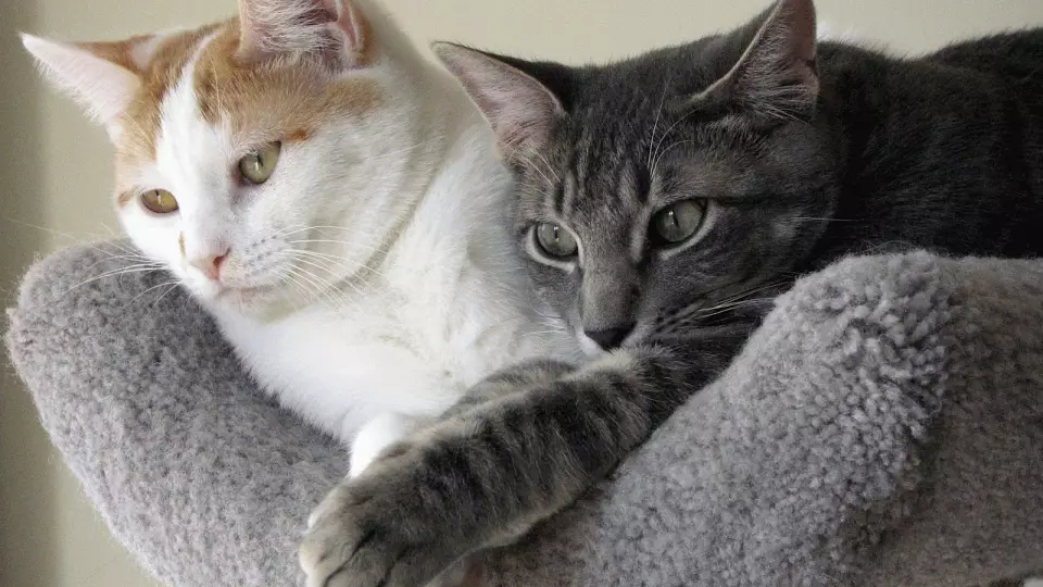 Как правильно знакомить взрослых кошек