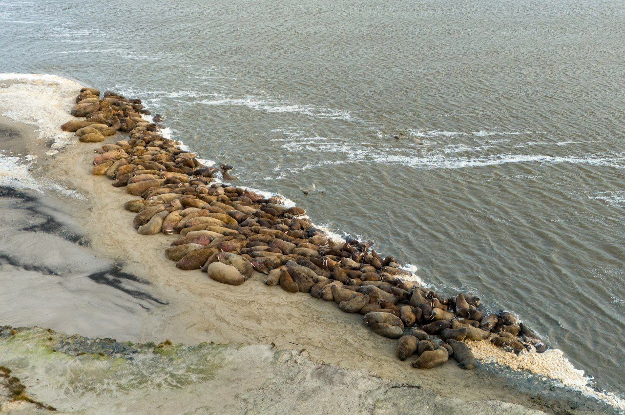 Ученые выяснили сроки формирования лежбищ моржей на Ямале