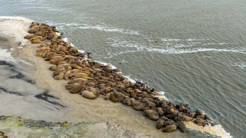 Ученые выяснили сроки формирования лежбищ моржей на Ямале