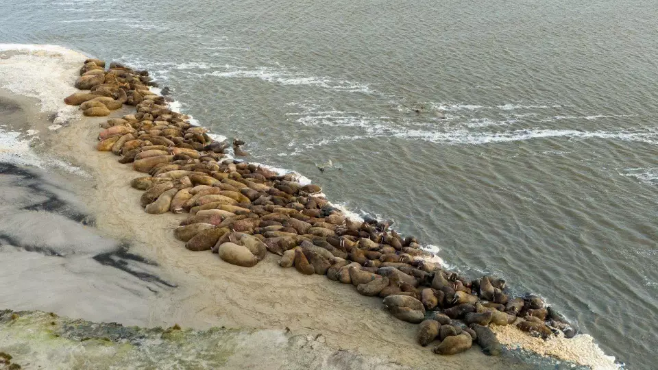 Ученые выяснили сроки формирования лежбищ моржей на Ямале