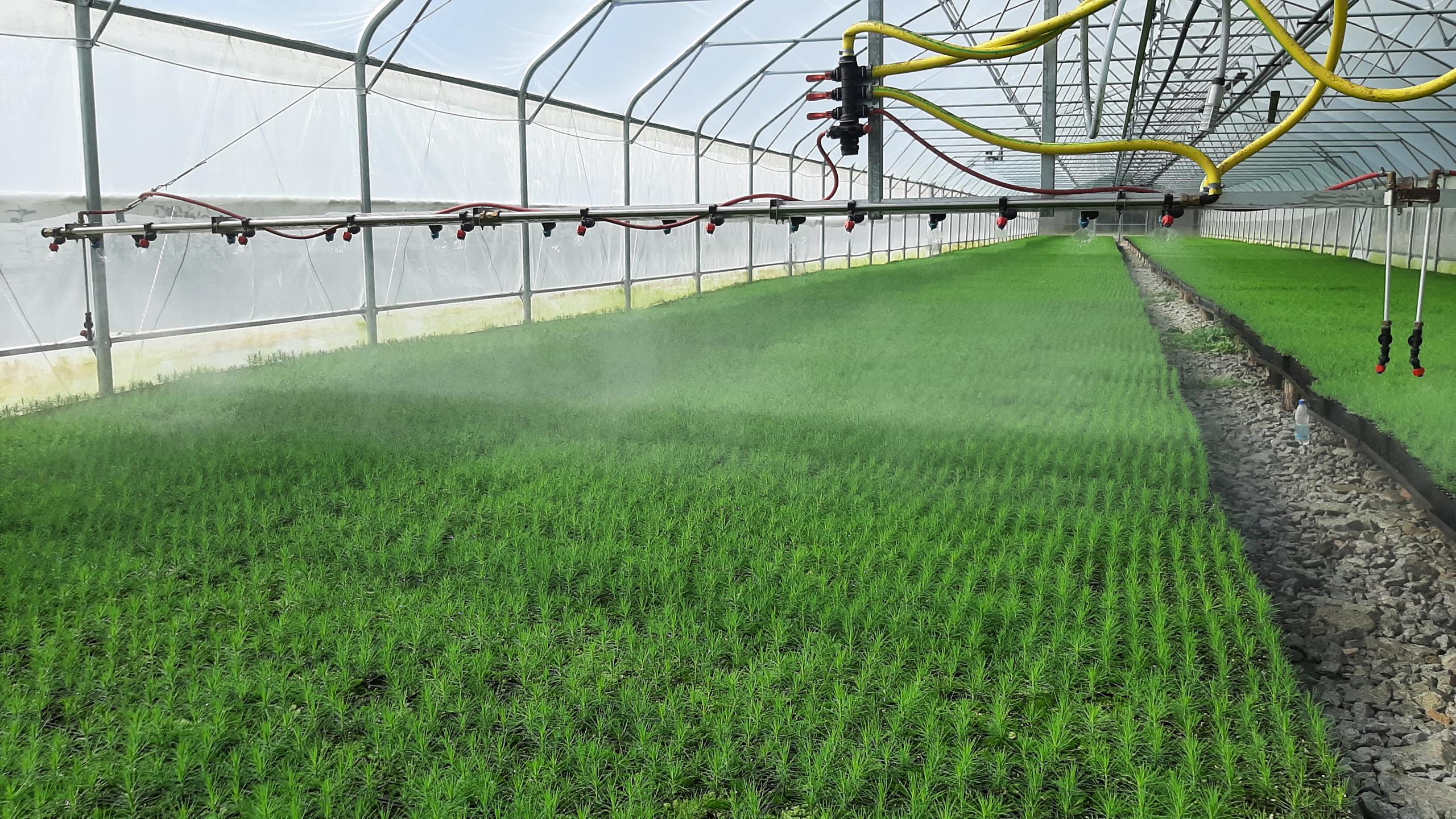 В Свердловской области восстановят 32 тысячи гектаров леса