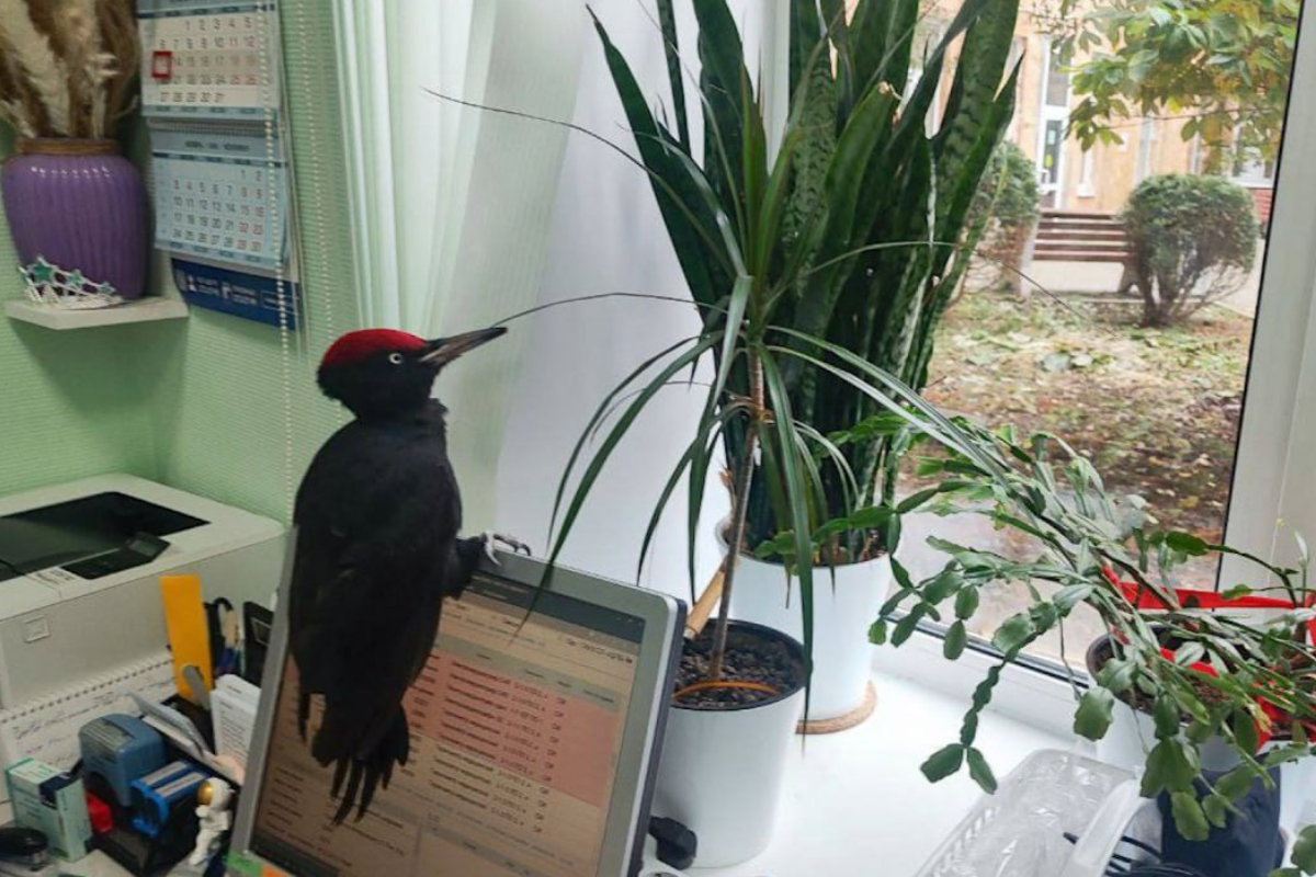 В Екатеринбурге медики спасли дятла от стаи ворон