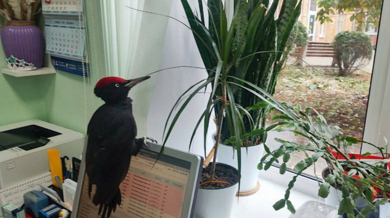 В Екатеринбурге медики спасли дятла от стаи ворон