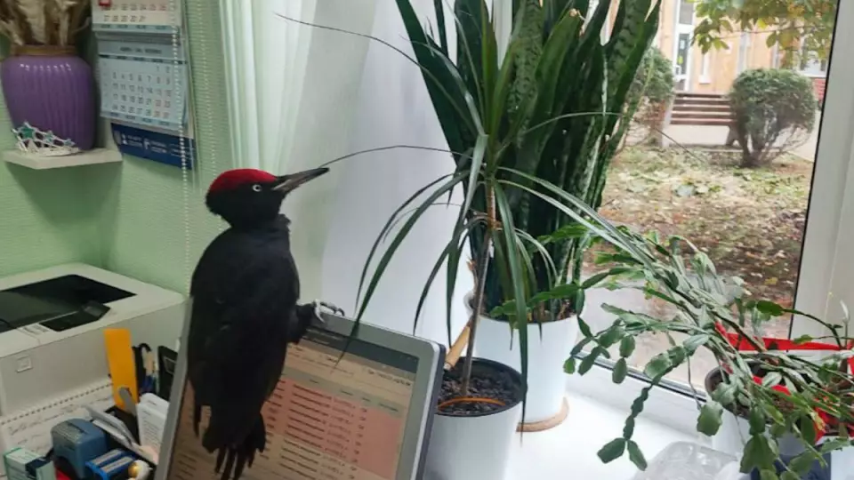 В Екатеринбурге медики спасли дятла от стаи ворон