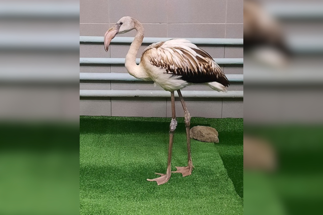 Фламинго Кеша после спасения уральцами отправится в Крым