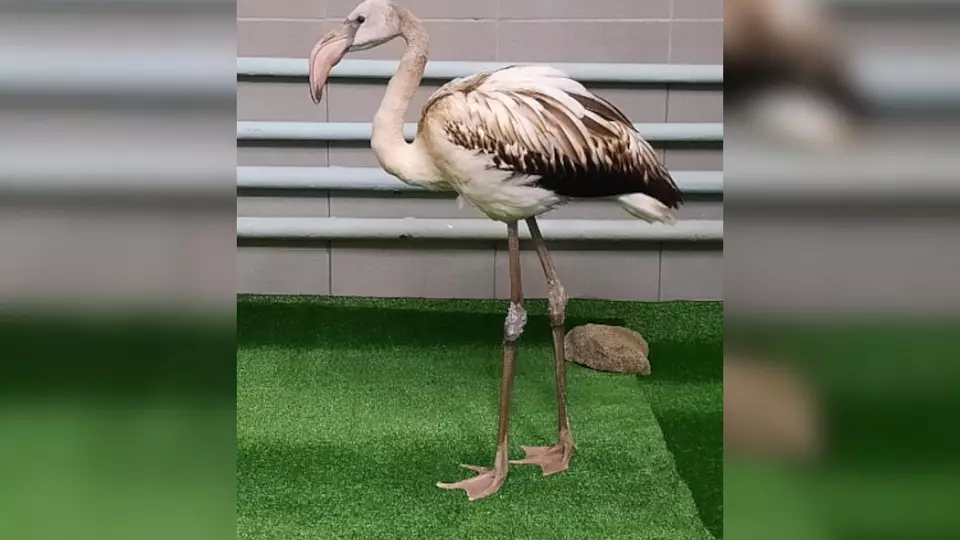 Фламинго Кеша после спасения уральцами отправится в Крым