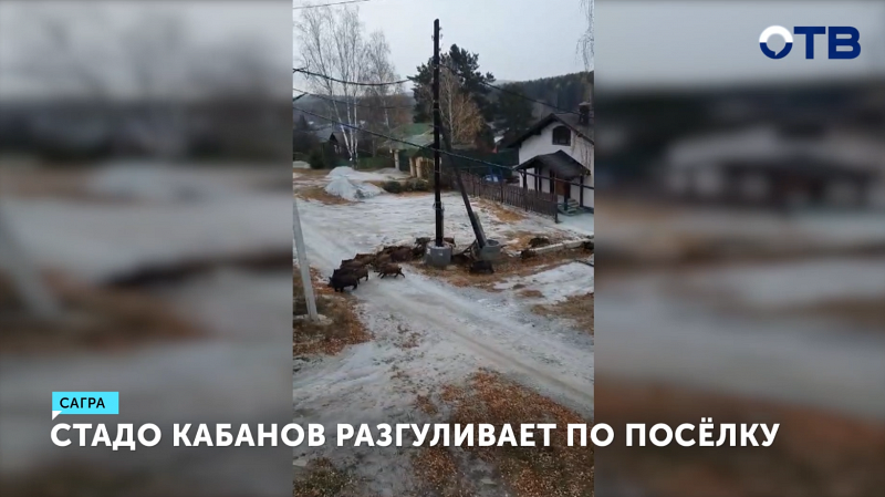 Охотники начали отстрел кабанов, угрожающих жителям Сагры