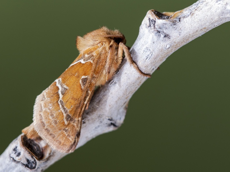 Свердловские леса под угрозой: опасные вредители атакуют хвойные деревья