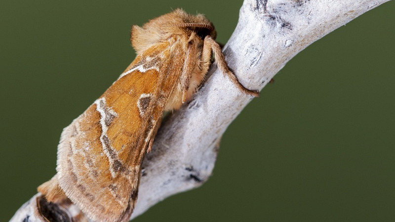 Свердловские леса под угрозой: опасные вредители атакуют хвойные деревья