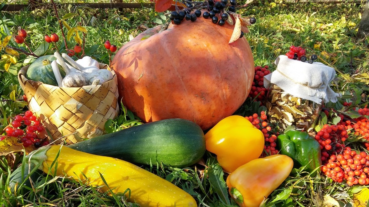 Ученые УрФУ создали экономичную сушилку для овощей