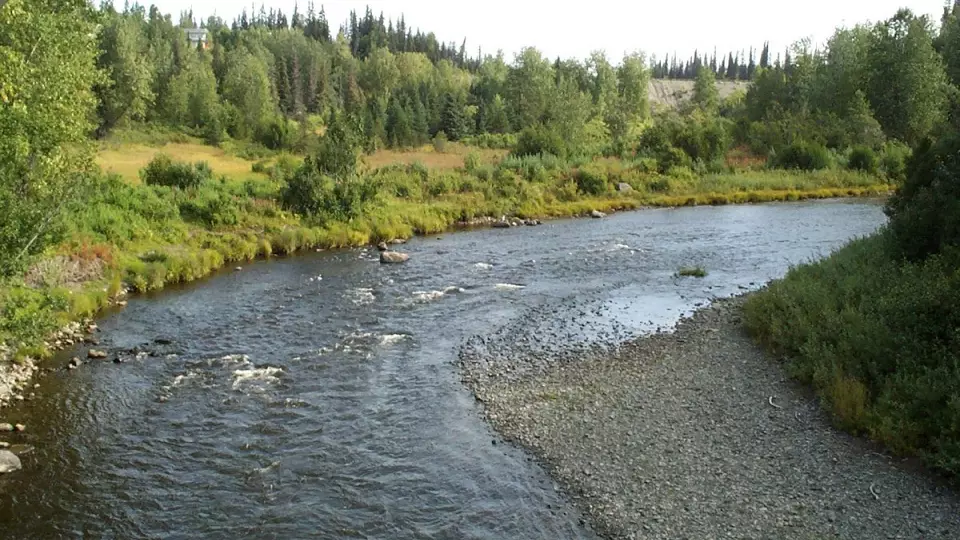Рыбы массово погибли в акватории реки Иса