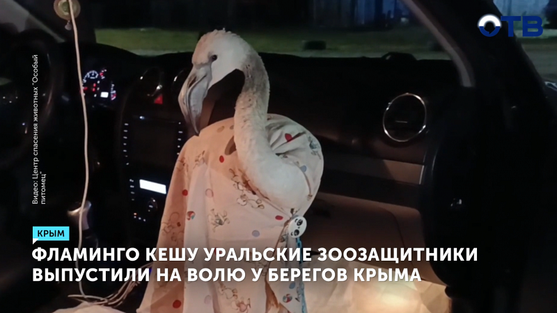 Фламинго Кеша, которого спасли уральские зоозащитники, был выпущен на волю