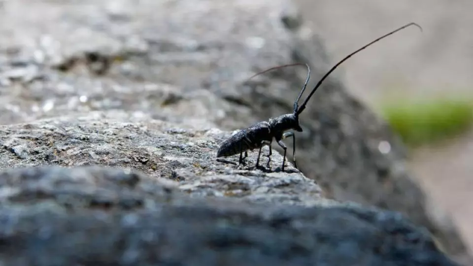 Усач заразил склад в Свердловской области