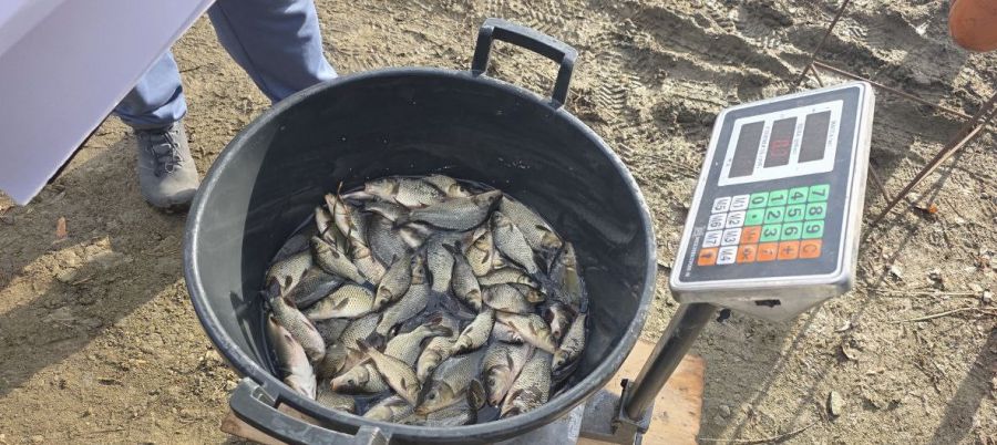 Более 24 тысяч мальков сазана выпустили в уральские водоёмы