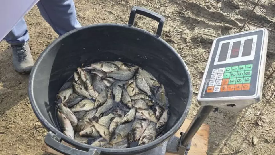 Более 24 тысяч мальков сазана выпустили в уральские водоёмы