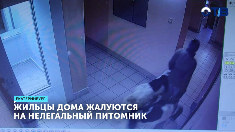 Суд запретил екатеринбурженке держать 11 собак в квартире