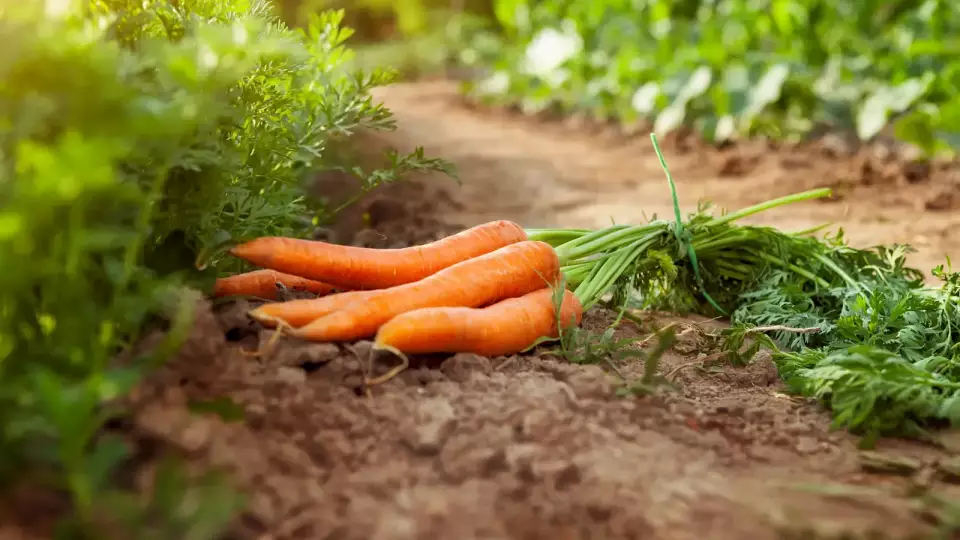 На свердловском предприятии выявили морковь с пестицидами
