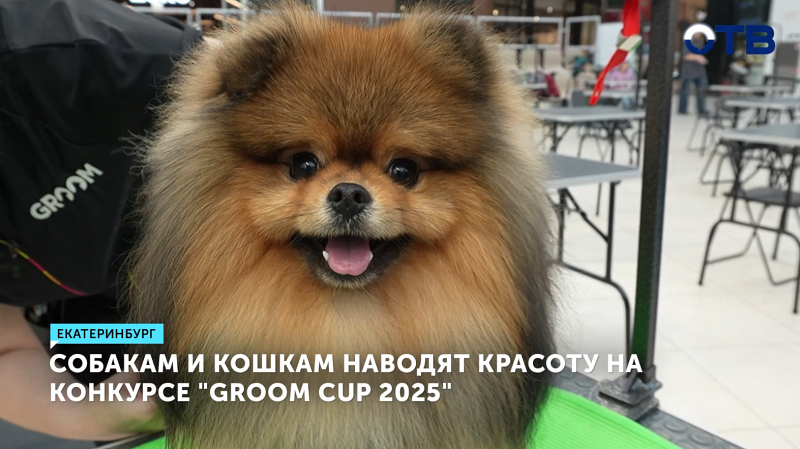 Собакам и кошкам наводят красоту на конкурсе «Groom cup 2025»
