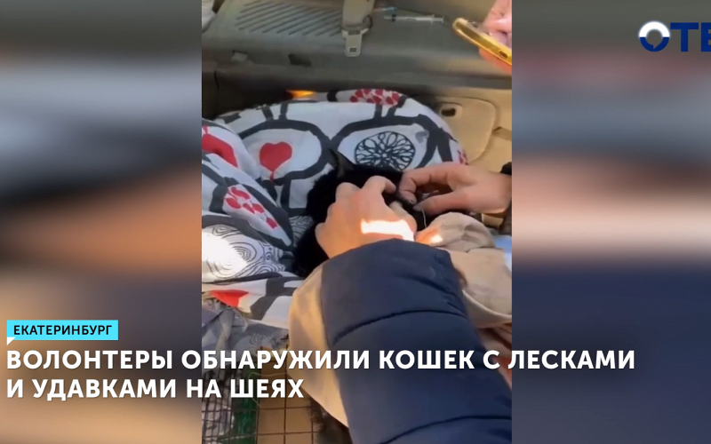 В Екатеринбурге спасли кошек с проволокой на шее