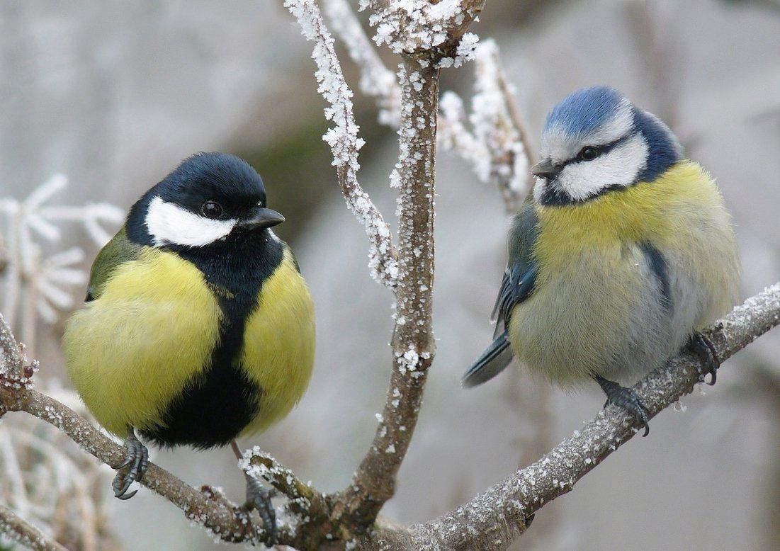 Зиновьев день 12 ноября: традиции и запреты русского праздника