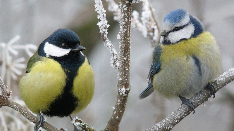 Зиновьев день 12 ноября: традиции и запреты русского праздника