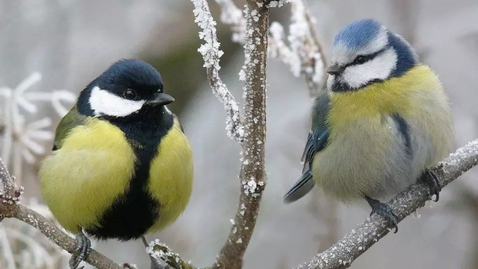 Зиновьев день 12 ноября: традиции и запреты русского праздника