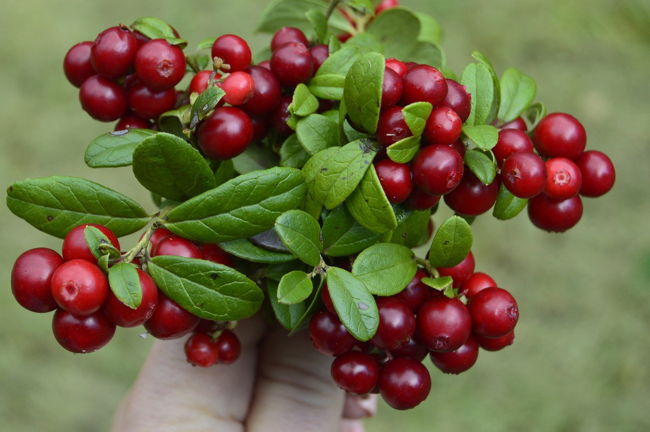 Чем полезна брусника: свойства ягоды и листьев