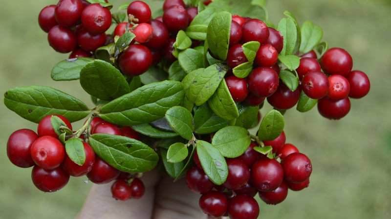 Чем полезна брусника: свойства ягоды и листьев