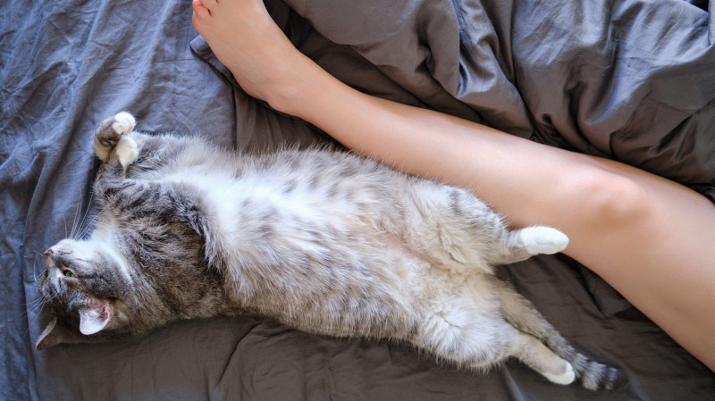 Ветеринары объяснили, почему кошки кусают ноги хозяев