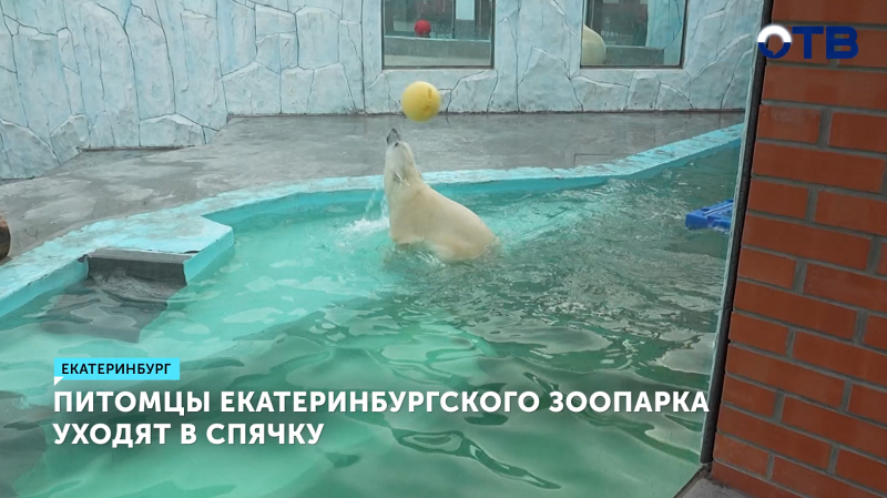 Питомцы екатеринбургского зоопарка уходят в спячку