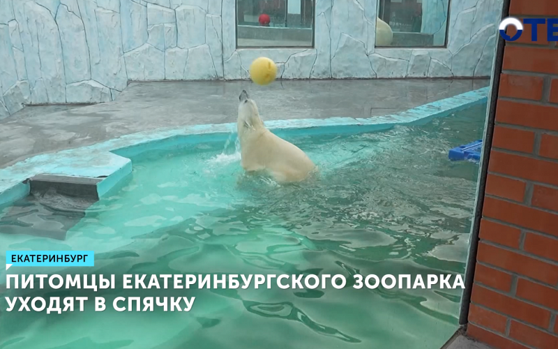 Питомцы екатеринбургского зоопарка уходят в спячку